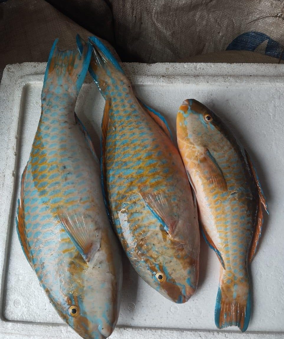 Parrotfish landed by Metaglobe Trading, laid out on a chilled box lid for grading
