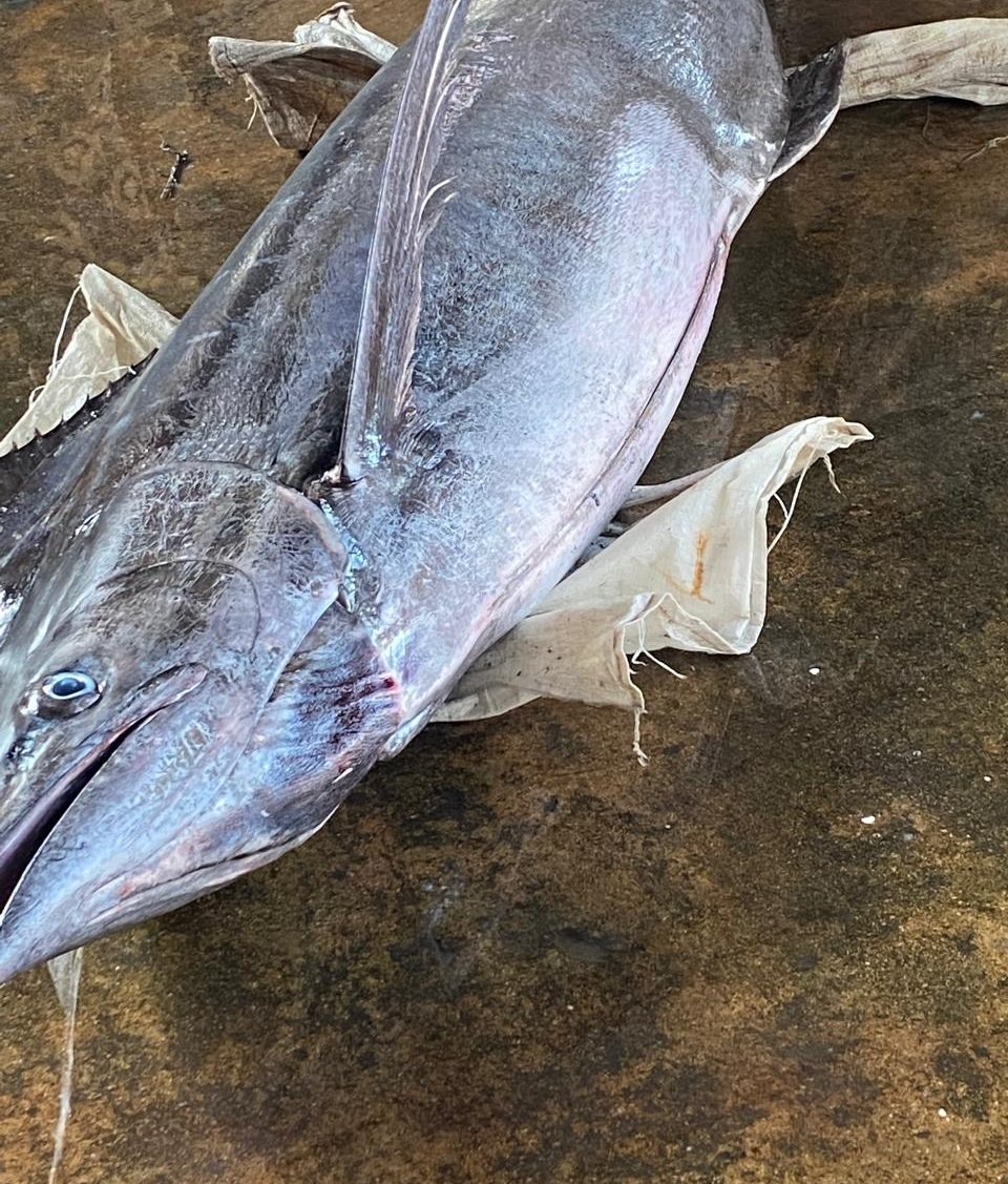 A large pelagic fish landed by Metaglobe Trading at the beach