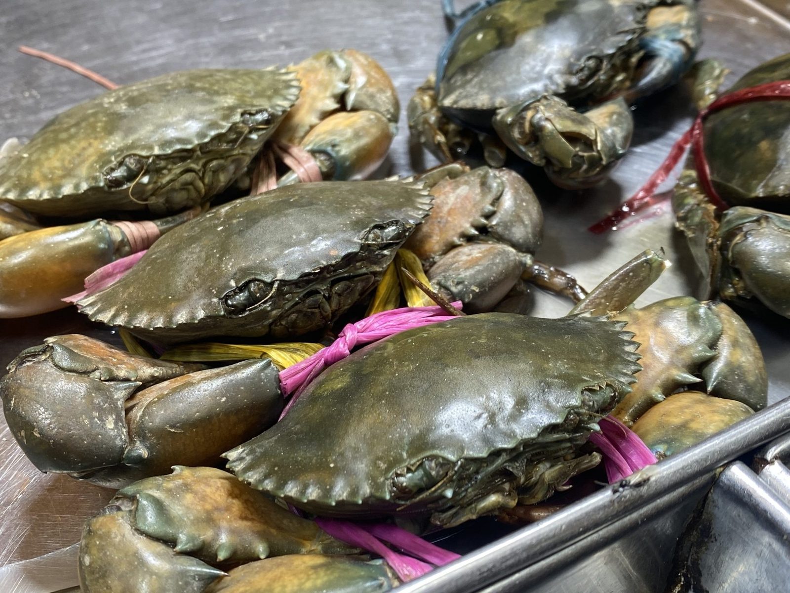 Live sea crabs with claws tied, ready for despatch