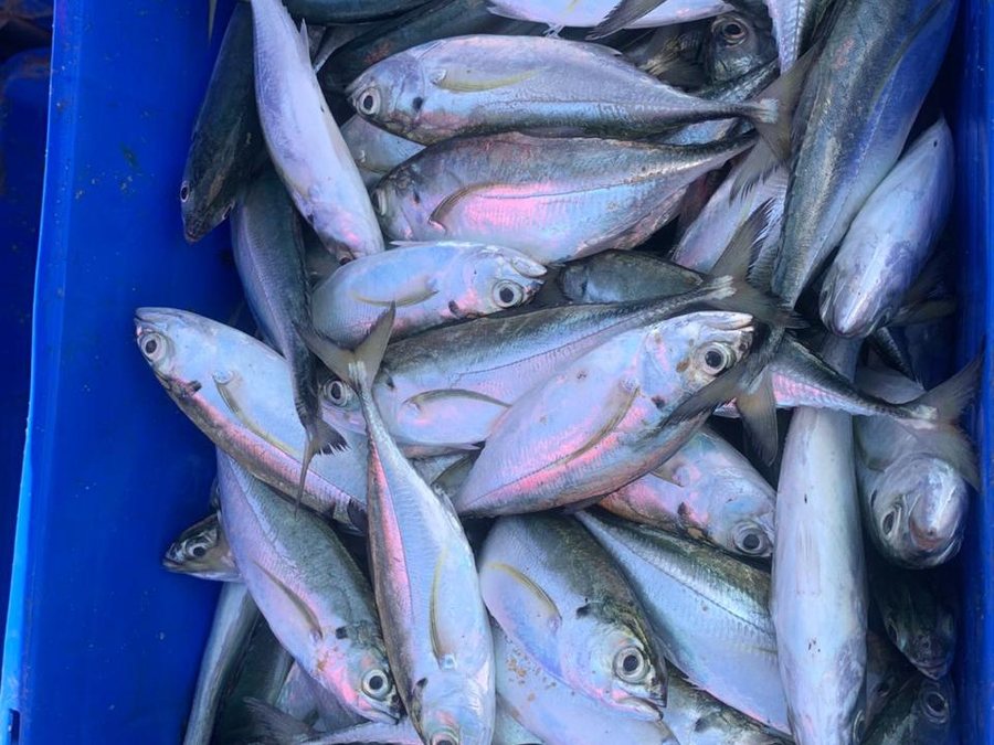Small pelagics crated for the market run