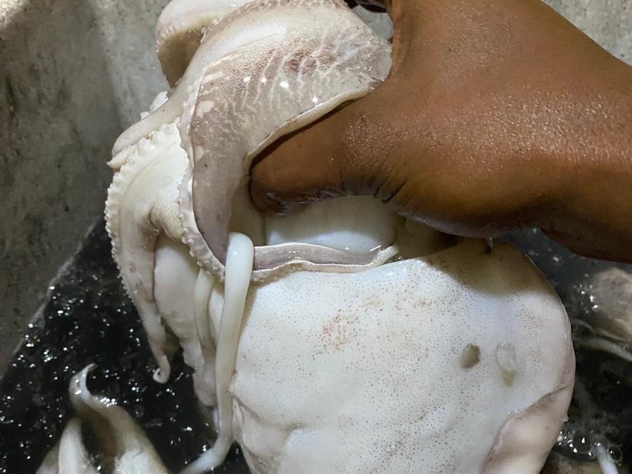 Cuttlefish out of the box for grading