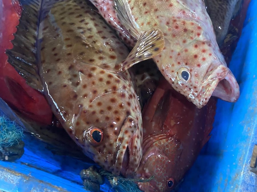 Grouper sorted into crates