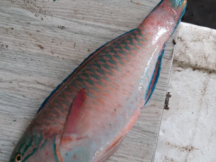 Parrotfish off the reef