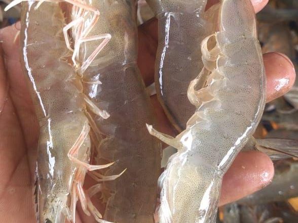 Prawns checked by hand before the price is agreed
