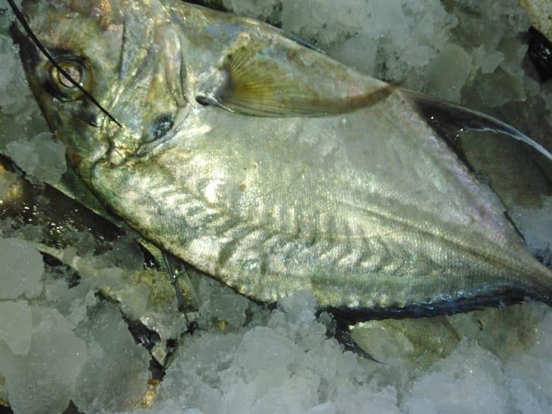 Trevally on ice
