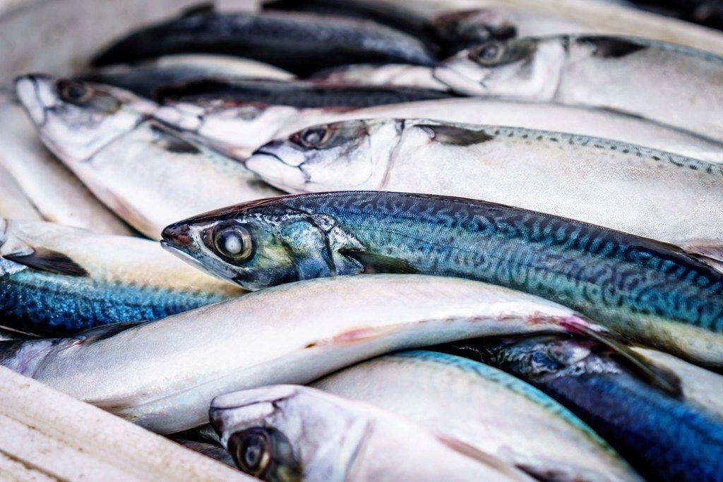 Fresh mackerel packed close together on ice