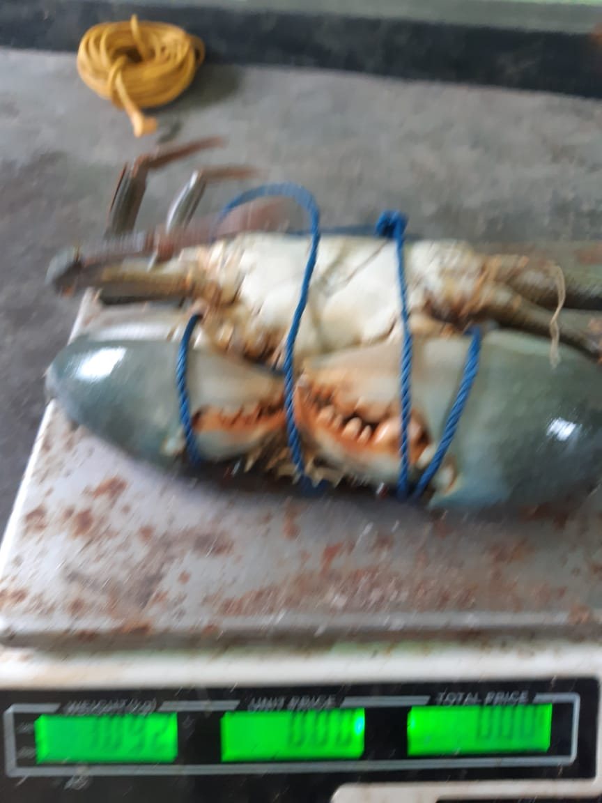 Crab on the scale — graded by meat fill
