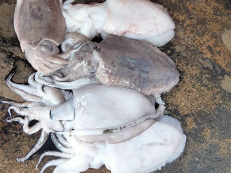 Whole cuttlefish landed by Metaglobe, showing the broad oval mantle