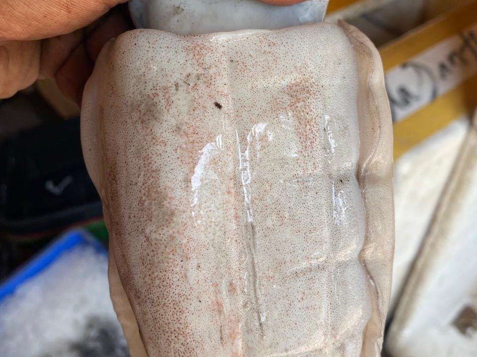 Cuttlefish, iced at the beach