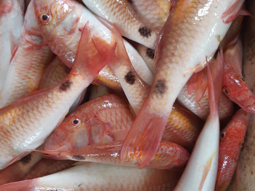 Goatfish supplied by Metaglobe Trading