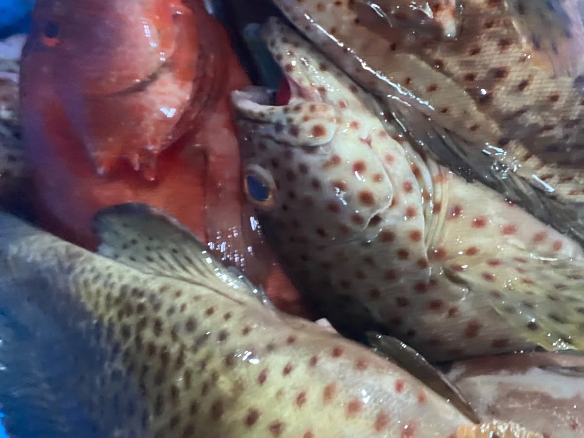 Grouper, graded one at a time