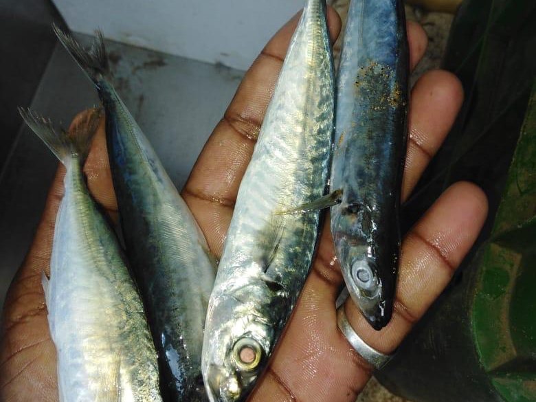 Indian Mackerel supplied by Metaglobe Trading