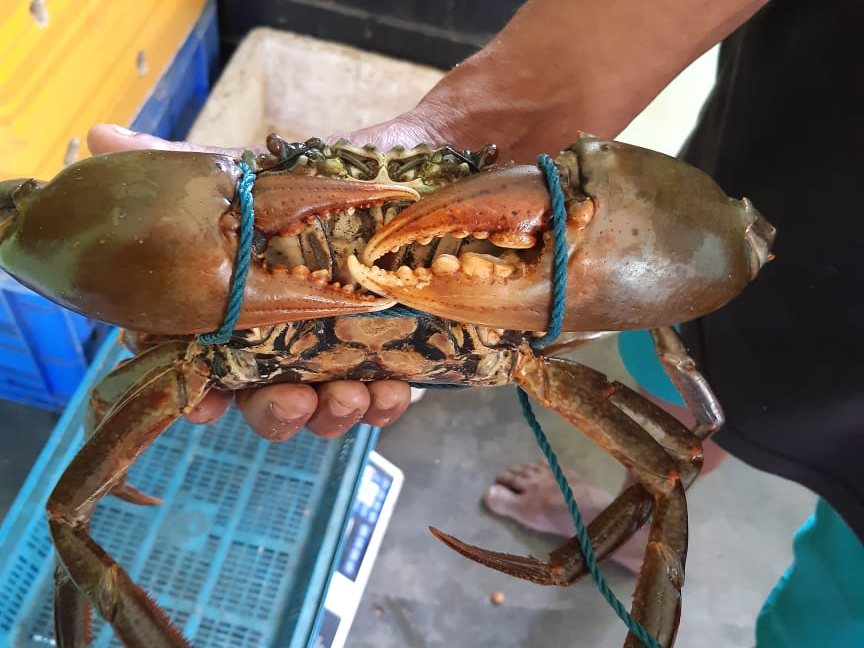 A banded mud crab held up before despatch
