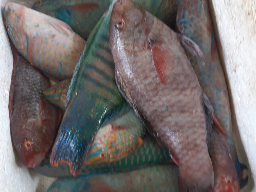 Parrotfish landed by Metaglobe Trading at the northern reef