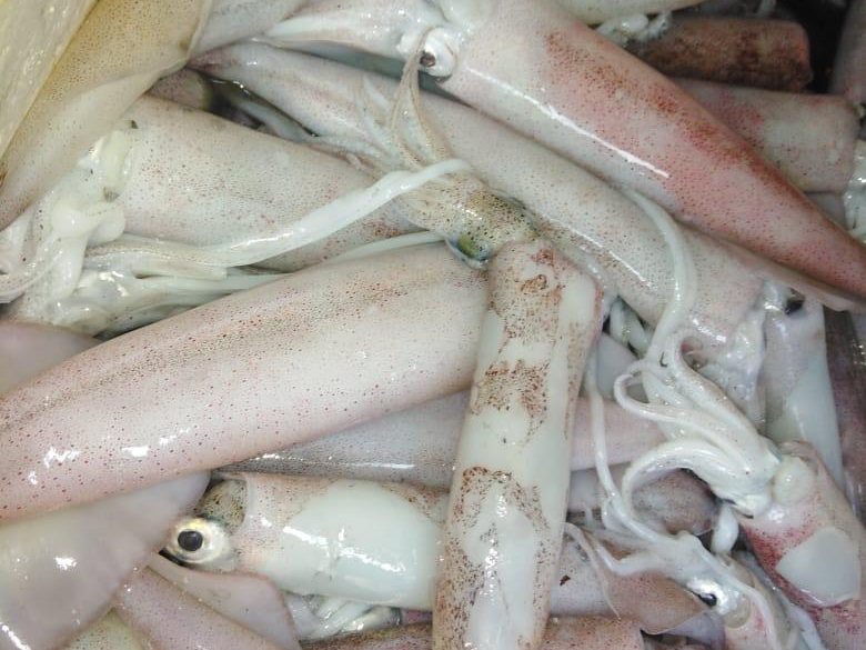 Squid supplied by Metaglobe Trading