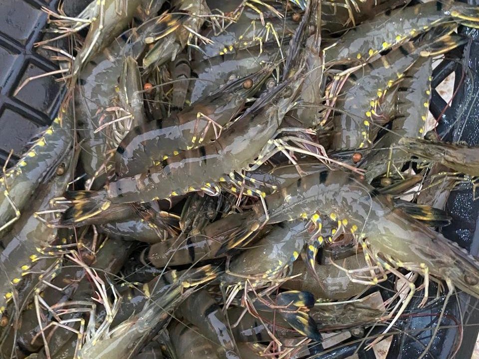 Wild tiger prawns, straight off the landing