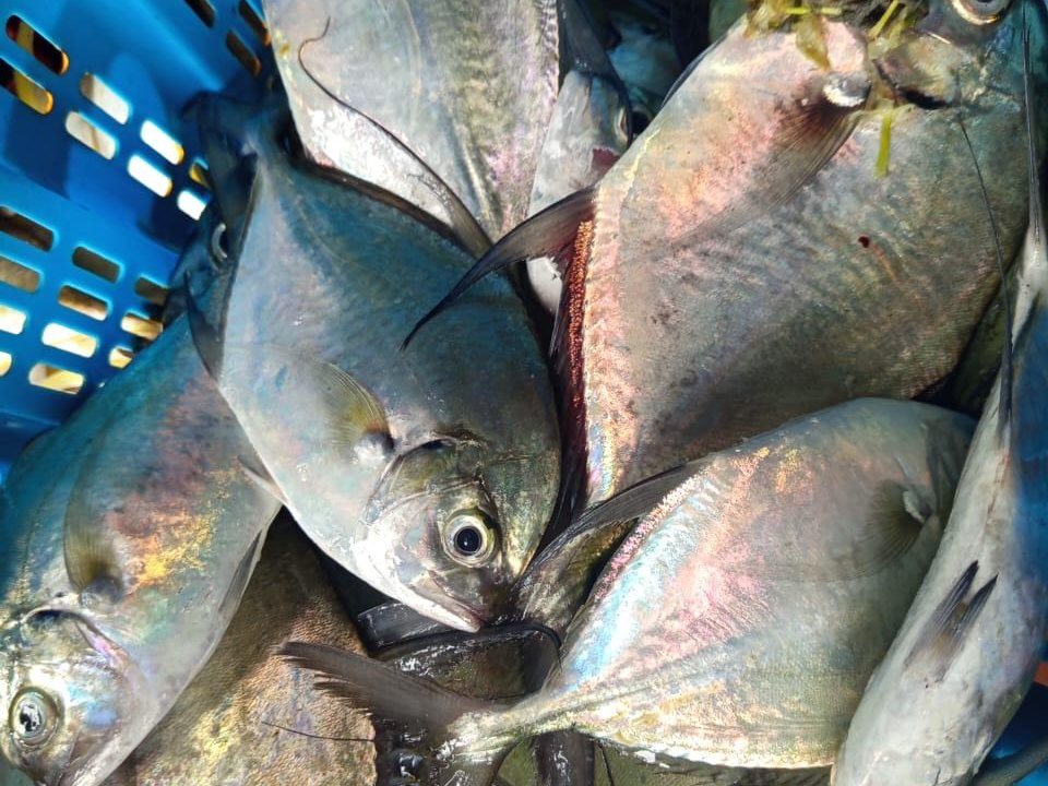 Trevally supplied by Metaglobe Trading