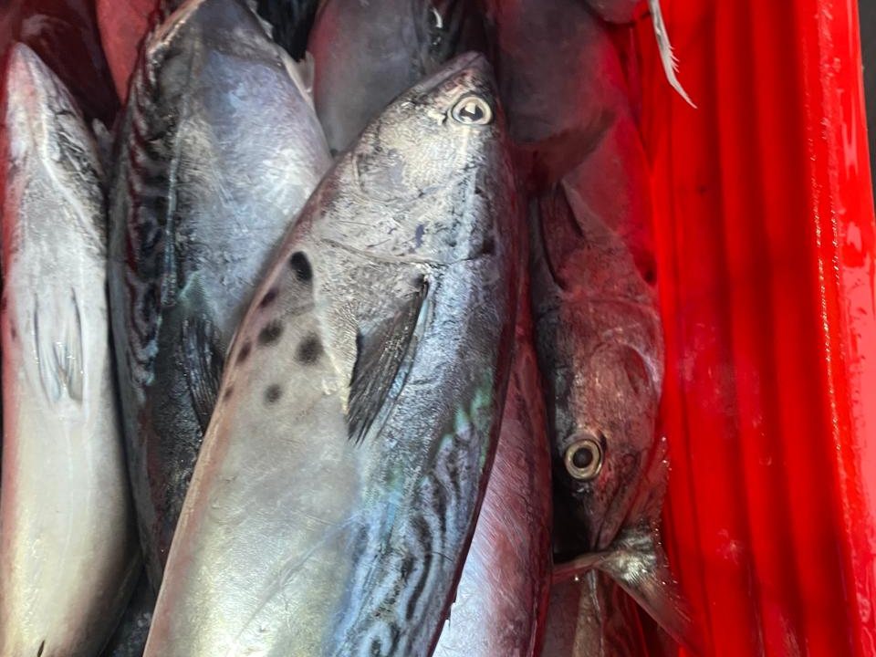 Tuna supplied by Metaglobe Trading