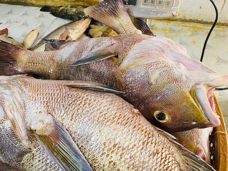 White Mullet supplied by Metaglobe Trading
