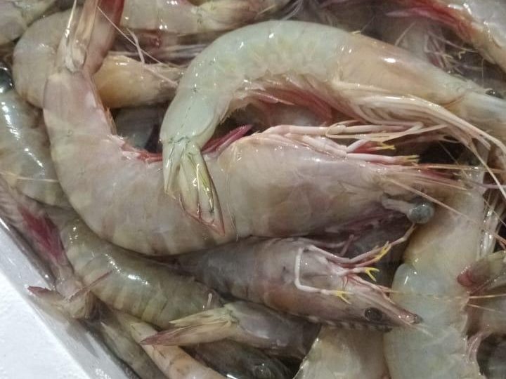 White prawns, graded by count