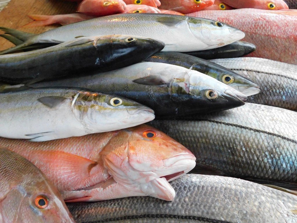 Freshly landed reef fish, including snapper and trevally, laid out for grading